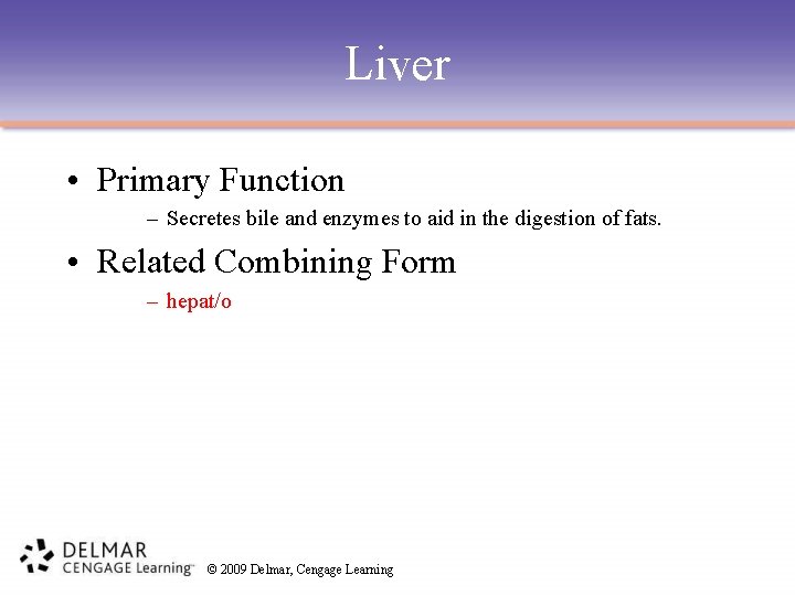 Liver • Primary Function – Secretes bile and enzymes to aid in the digestion