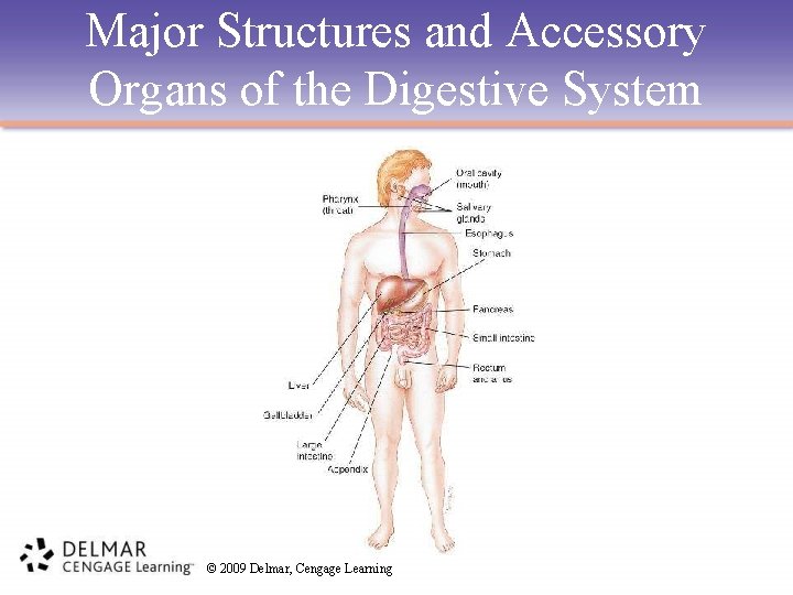 Major Structures and Accessory Organs of the Digestive System © 2009 Delmar, Cengage Learning