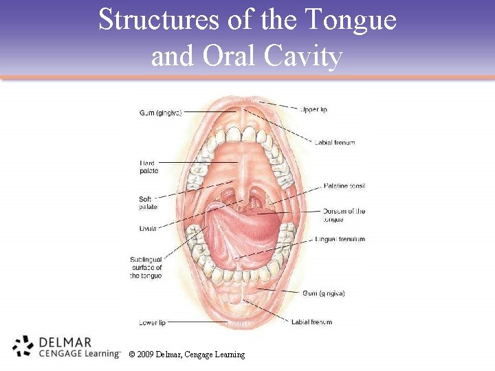 Structures of the Tongue and Oral Cavity © 2009 Delmar, Cengage Learning 