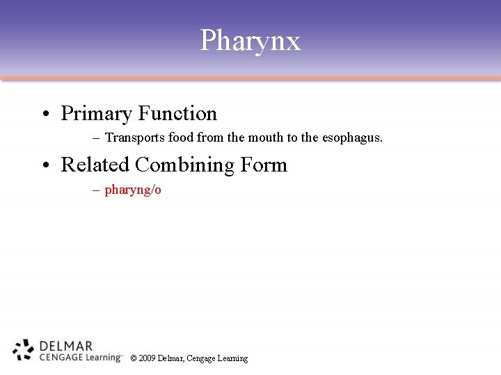 Pharynx • Primary Function – Transports food from the mouth to the esophagus. •