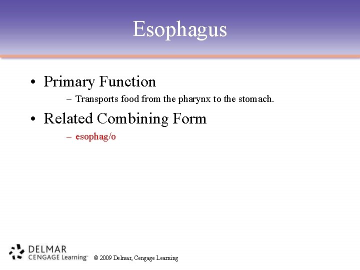 Esophagus • Primary Function – Transports food from the pharynx to the stomach. •