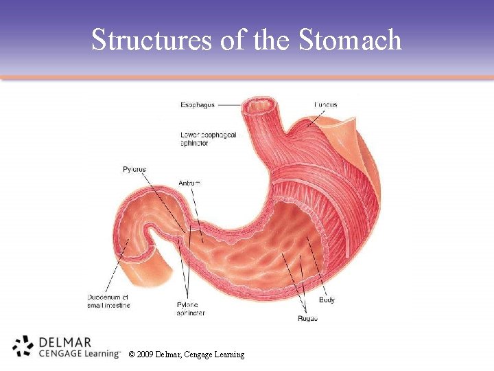 Structures of the Stomach © 2009 Delmar, Cengage Learning 