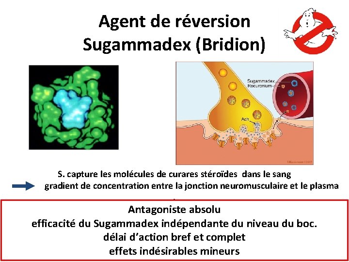 Agent de réversion Sugammadex (Bridion) S. capture les molécules de curares stéroïdes dans le