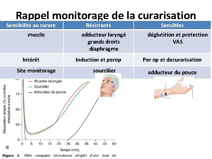 Rappel monitorage de la curarisation Sensibilité au curare muscle Intérêt Site monitorage Résistants adducteur