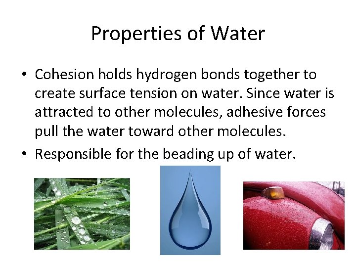 Properties of Water • Cohesion holds hydrogen bonds together to create surface tension on