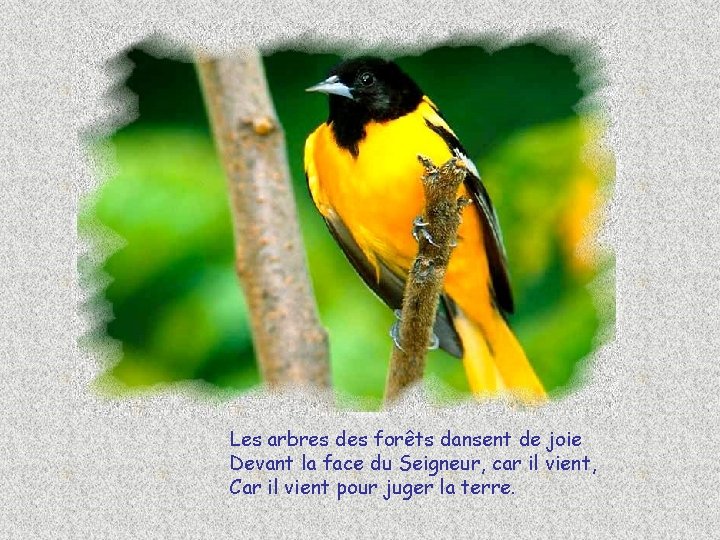 Les arbres des forêts dansent de joie Devant la face du Seigneur, car il