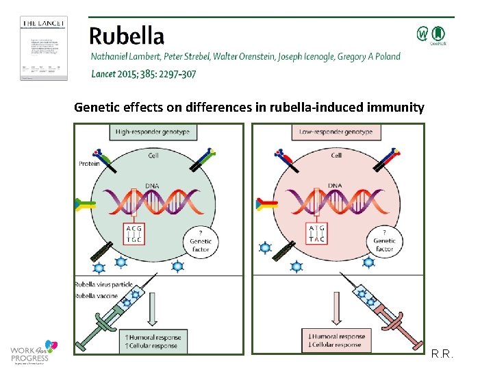 Genetic effects on differences in rubella‐induced immunity R. R. 