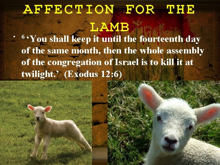  • AFFECTION FOR THE LAMB 6 ‘You shall keep it until the fourteenth