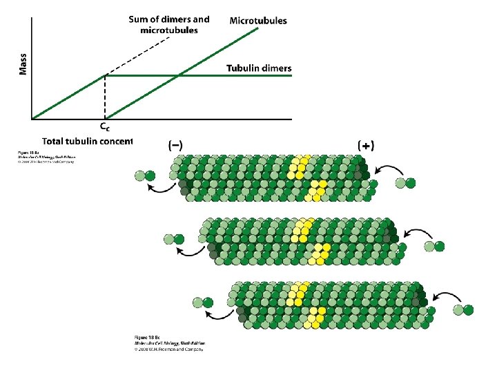 Tubolin Instrument Lecture 24 Tubulin and Microtubule dynamics MW 55000