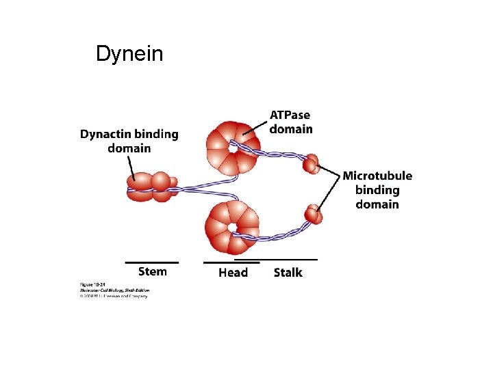 Dynune Example Lecture 24 Tubulin and Microtubule dynamics MW 55000
