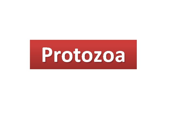 Protozoa 