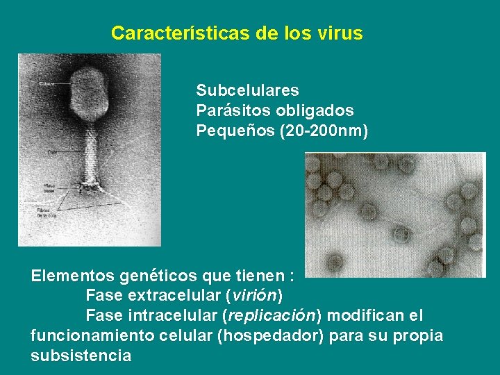 Características de los virus Subcelulares Parásitos obligados Pequeños (20 -200 nm) Elementos genéticos que