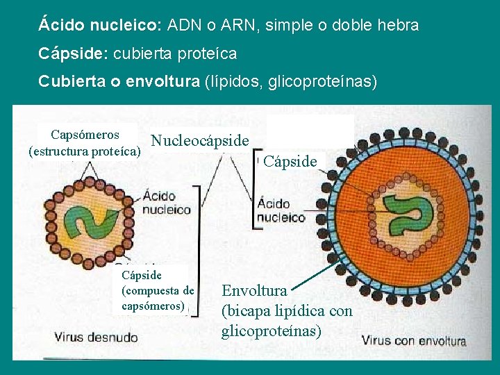 Ácido nucleico: ADN o ARN, simple o doble hebra Cápside: cubierta proteíca Cubierta o