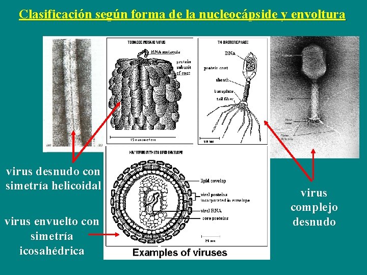 Clasificación según forma de la nucleocápside y envoltura virus desnudo con simetría helicoidal virus