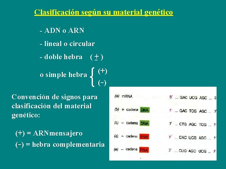 Clasificación según su material genético - ADN o ARN - lineal o circular -