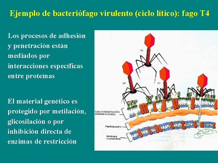 Ejemplo de bacteriófago virulento (ciclo lítico): fago T 4 Los procesos de adhesión y