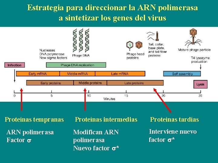 Estrategia para direccionar la ARN polimerasa a sintetizar los genes del virus Proteínas tempranas