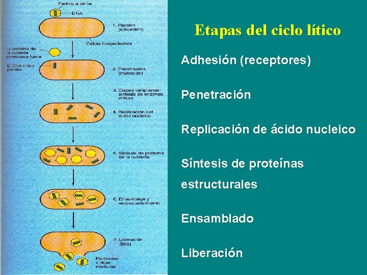 Etapas del ciclo lítico Adhesión (receptores) Penetración Replicación de ácido nucleico Síntesis de proteínas