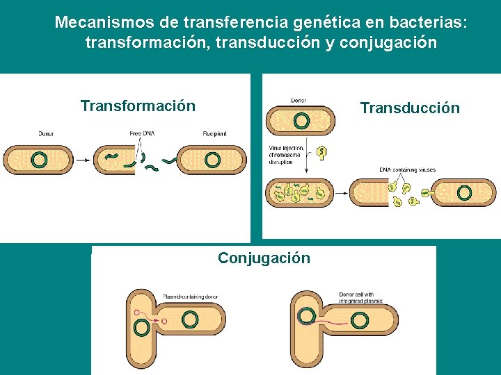 Mecanismos de transferencia genética en bacterias: transformación, transducción y conjugación Transformación Transducción Conjugación 