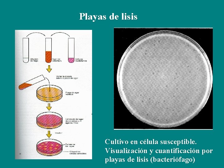 Playas de lisis Cultivo en célula susceptible. Visualización y cuantificación por playas de lisis