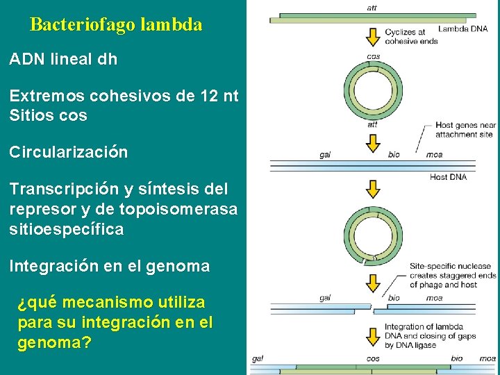 Bacteriofago lambda ADN lineal dh Extremos cohesivos de 12 nt Sitios cos Circularización Transcripción