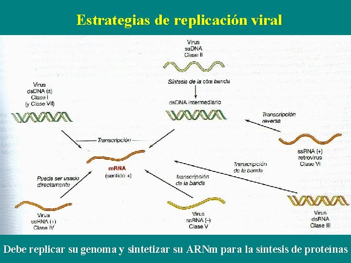 Estrategias de replicación viral Debe replicar su genoma y sintetizar su ARNm para la