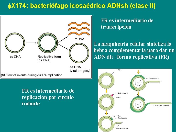 f. X 174: bacteriófago icosaédrico ADNsh (clase II) FR es intermediario de transcripción La