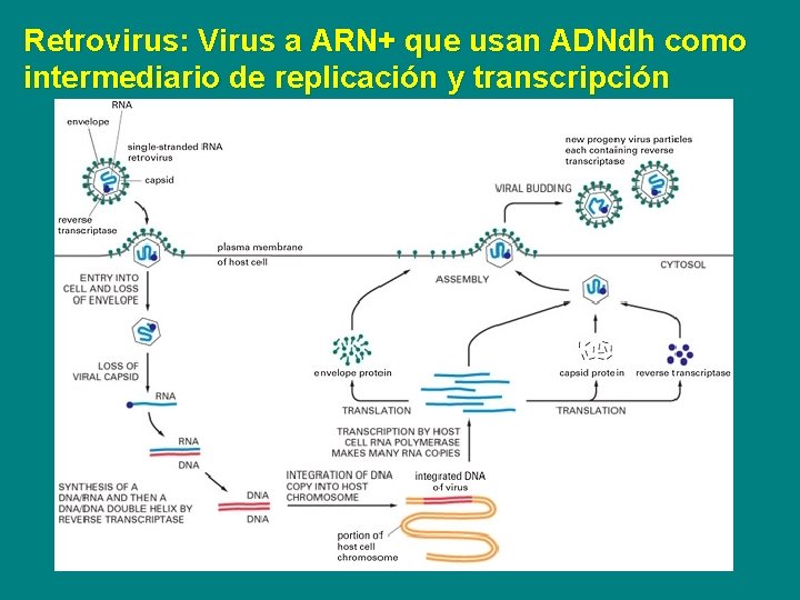 Retrovirus: Virus a ARN+ que usan ADNdh como intermediario de replicación y transcripción 