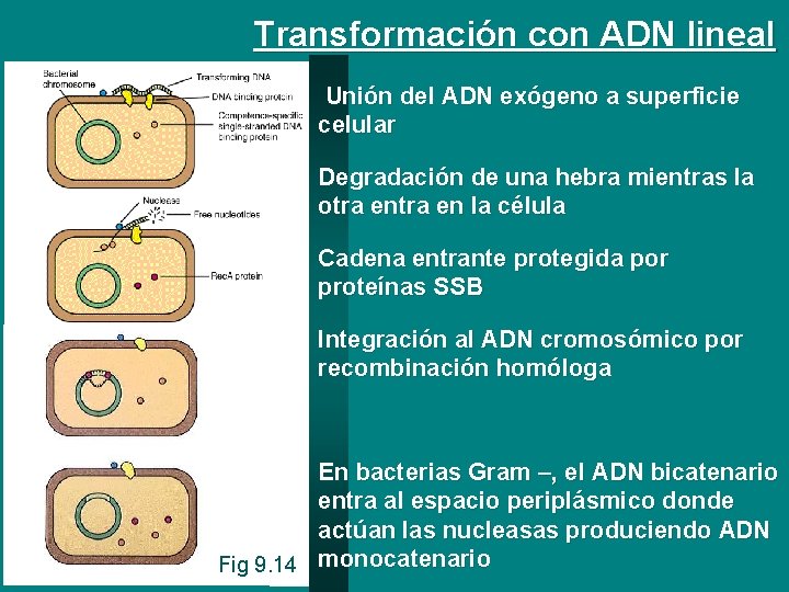 Transformación con ADN lineal Unión del ADN exógeno a superficie celular Degradación de una
