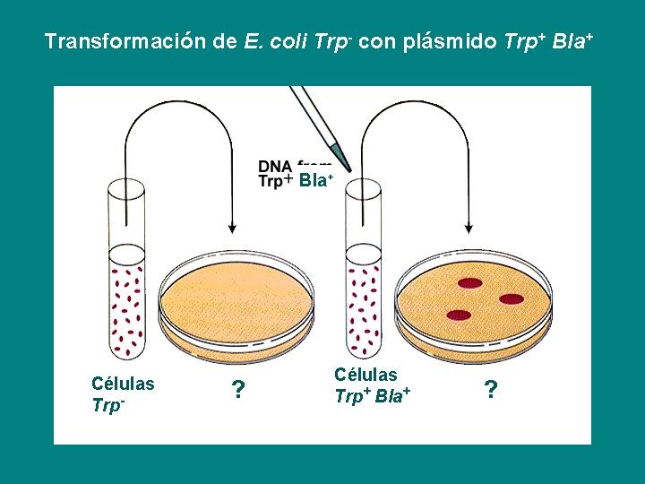 Transformación de E. coli Trp- con plásmido Trp+ Bla+ Células Trp- ? Células Trp+