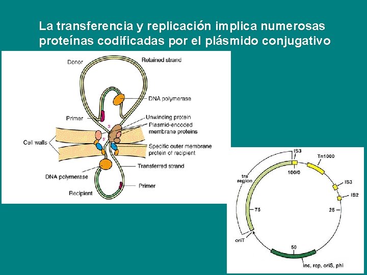 La transferencia y replicación implica numerosas proteínas codificadas por el plásmido conjugativo 