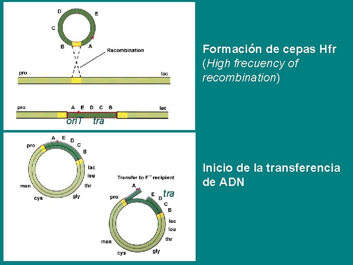 Formación de cepas Hfr (High frecuency of recombination) ori. T tra Inicio de la