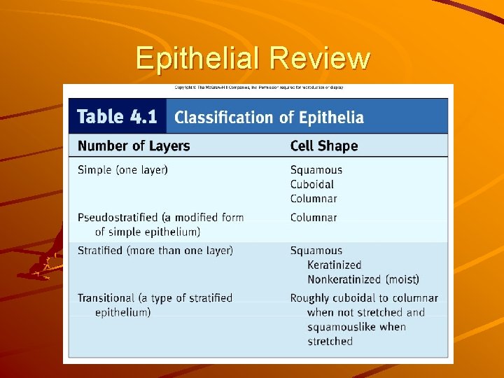 Epithelial Review 