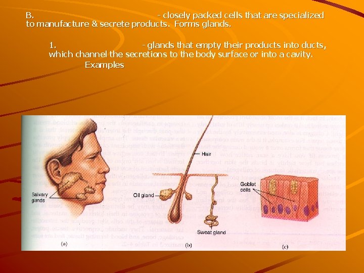 B. - closely packed cells that are specialized to manufacture & secrete products. Forms