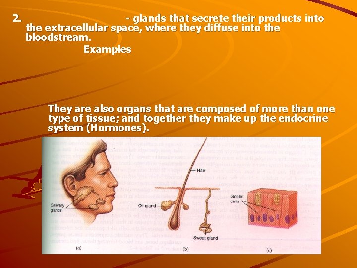 2. - glands that secrete their products into the extracellular space, where they diffuse