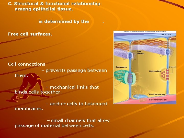 C. Structural & functional relationship among epithelial tissue. is determined by the . Free