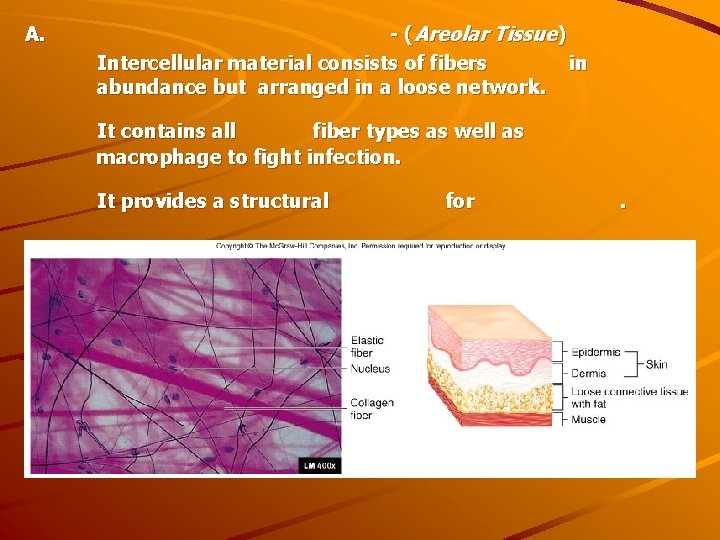 A. - ( Areolar Tissue) Intercellular material consists of fibers in abundance but arranged