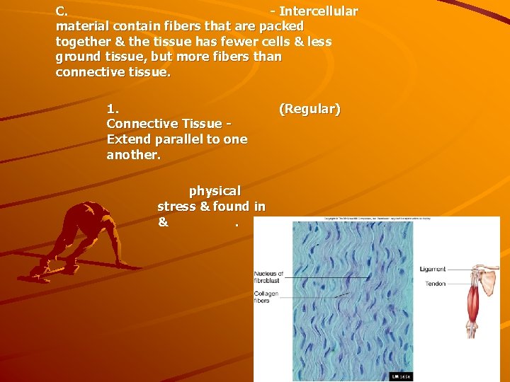 C. - Intercellular material contain fibers that are packed together & the tissue has