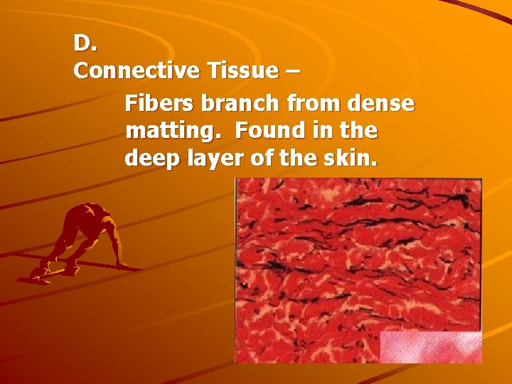 D. Connective Tissue – Fibers branch from dense matting. Found in the deep layer