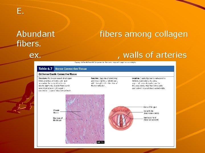 E. Abundant fibers. ex. fibers among collagen , walls of arteries 