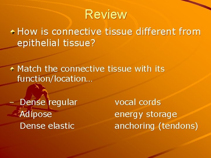 Review How is connective tissue different from epithelial tissue? Match the connective tissue with