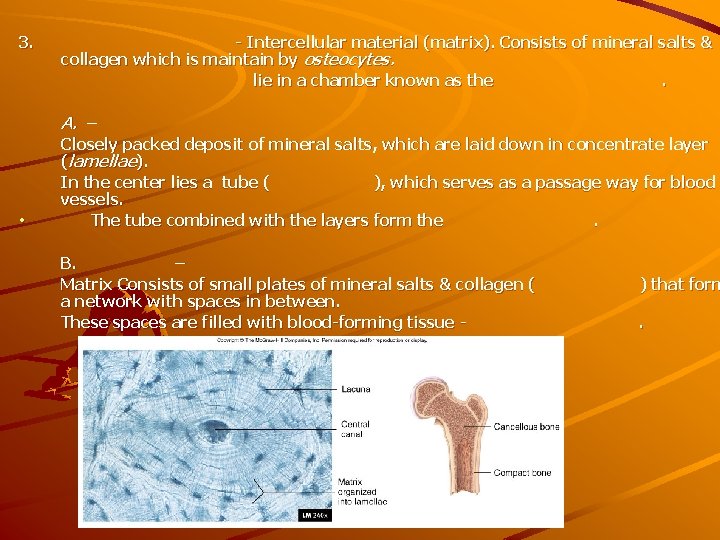 3. - Intercellular material (matrix). Consists of mineral salts & collagen which is maintain