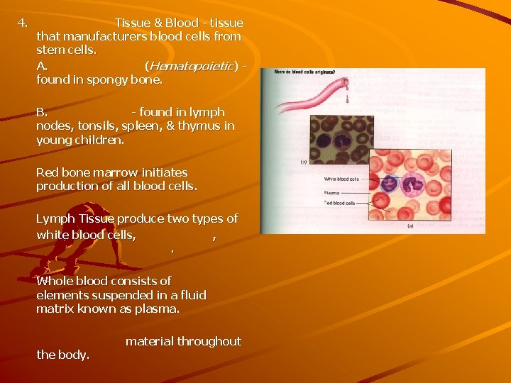 4. Tissue & Blood - tissue that manufacturers blood cells from stem cells. A.