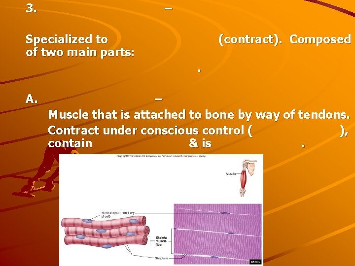 3. – Specialized to of two main parts: (contract). Composed. A. – Muscle that