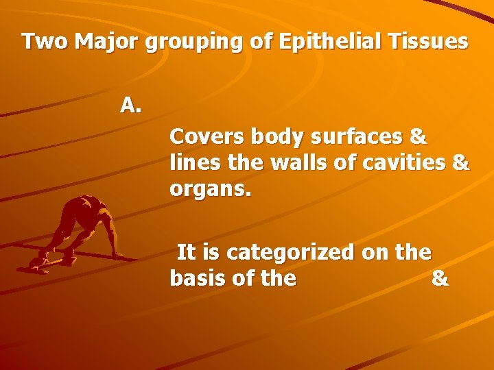 Two Major grouping of Epithelial Tissues A. Covers body surfaces & lines the walls
