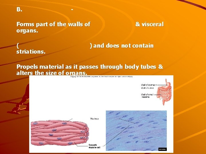 B. - Forms part of the walls of organs. ( striations. & visceral )