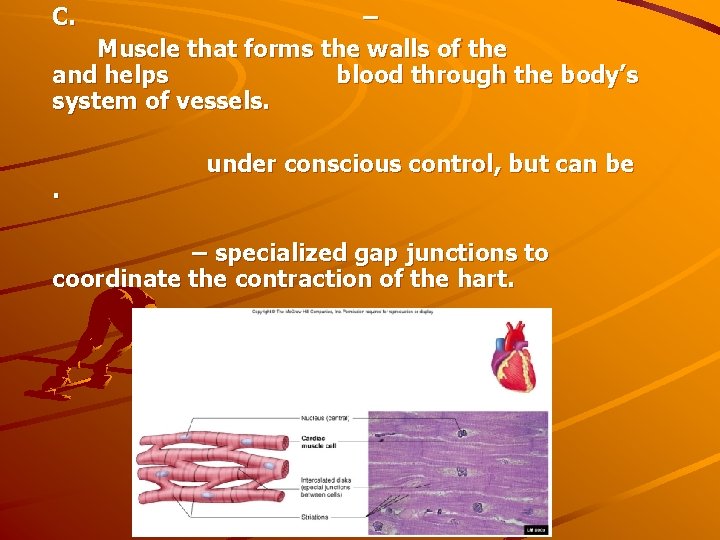 C. – Muscle that forms the walls of the and helps blood through the