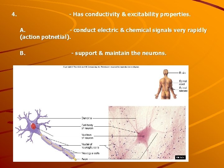 4. - Has conductivity & excitability properties. A. - conduct electric & chemical signals