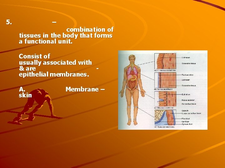 5. – combination of tissues in the body that forms a functional unit. Consist
