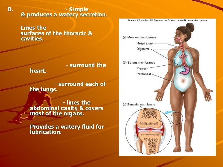 B. - Simple & produces a watery secretion. Lines the surfaces of the thoracic